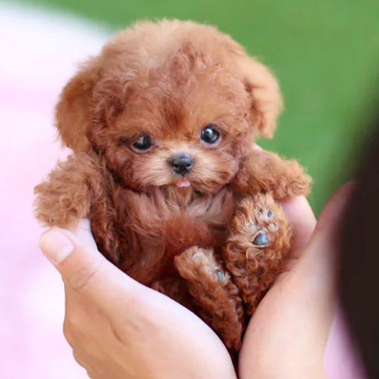 Interactief Puppyspeelgoed voor Emotionele Steun en Plezier 0