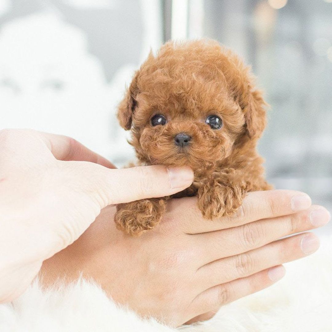 Interactief Puppyspeelgoed voor Emotionele Steun en Plezier 3