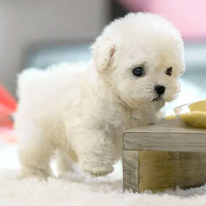 Interactief Puppyspeelgoed voor Emotionele Steun en Plezier 6