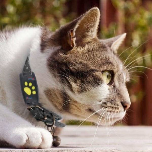 Realtime GPS Tracker Kat Zonder Abonnement voor Veiligheid en Gemoedsrust 0